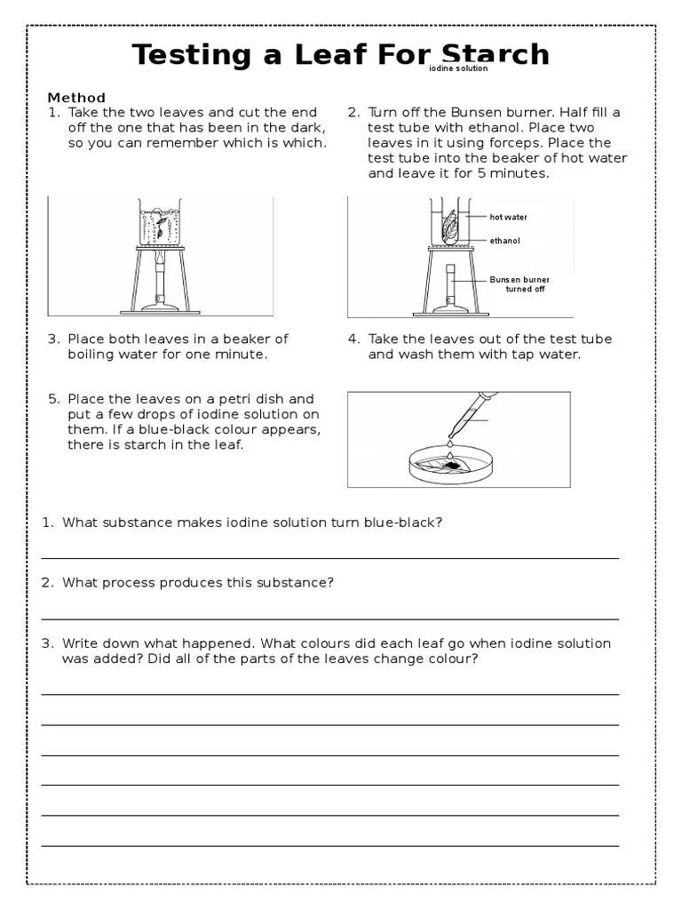Testing a Leaf for Starch