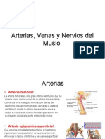 Anatomia