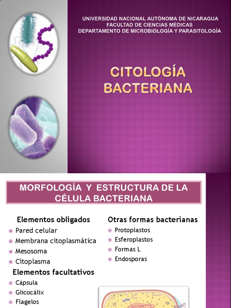 Morfología de la Célula Bacteriana | PDF | Citoplasma | Biología Celular)