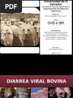 DVB e IBR