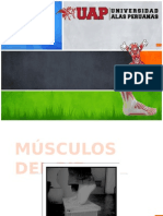 Musculos Del Pie