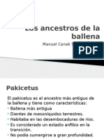 Los Ancestros de La Ballena