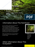 Rainforest 1