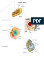 Clases de Células