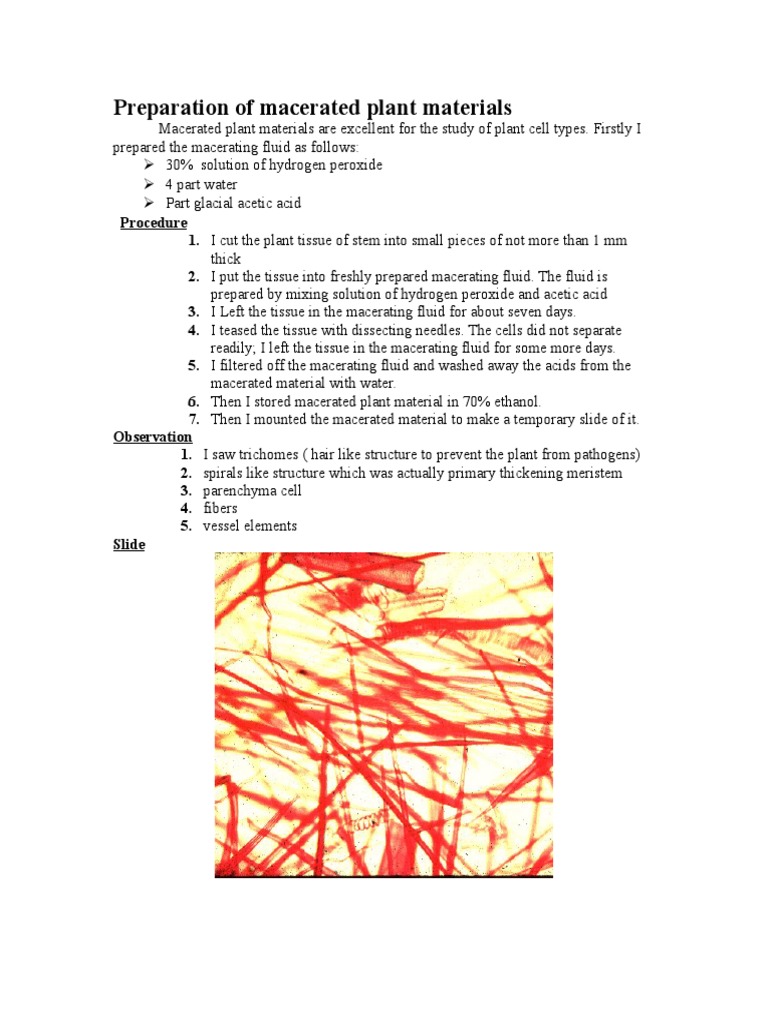 Preparation of Macerated Plant Materials PDF Tissue (Biology