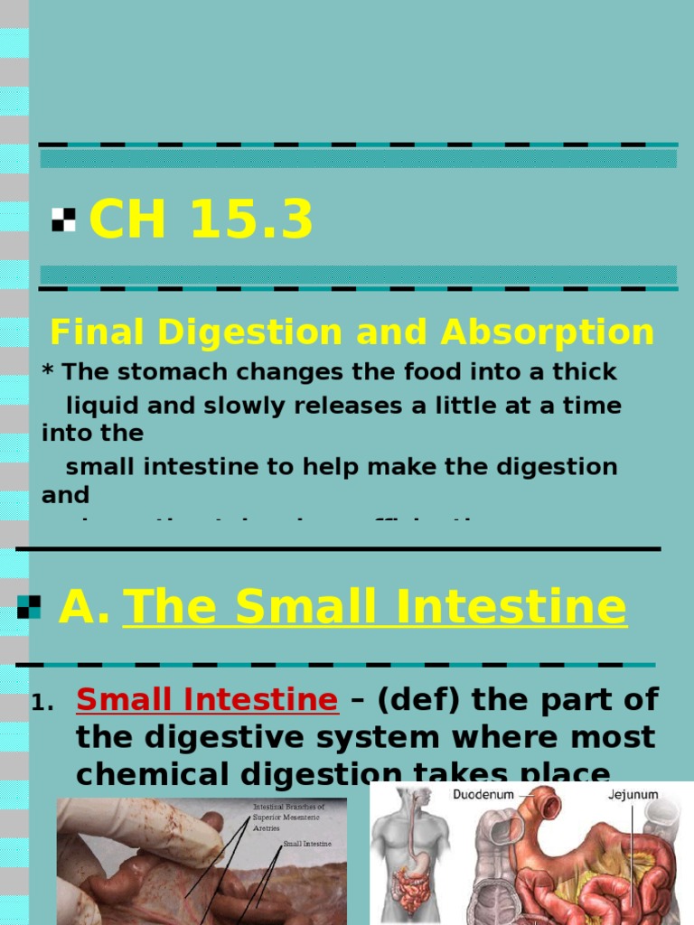 Digestion and Absorption Overview | PDF