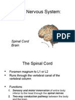 Lecture 13 - Central Nervous System.ppt