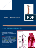 (01) Anatomia y Fisiologia Del Esofago.
