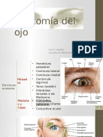 Anatomía Del Ojo