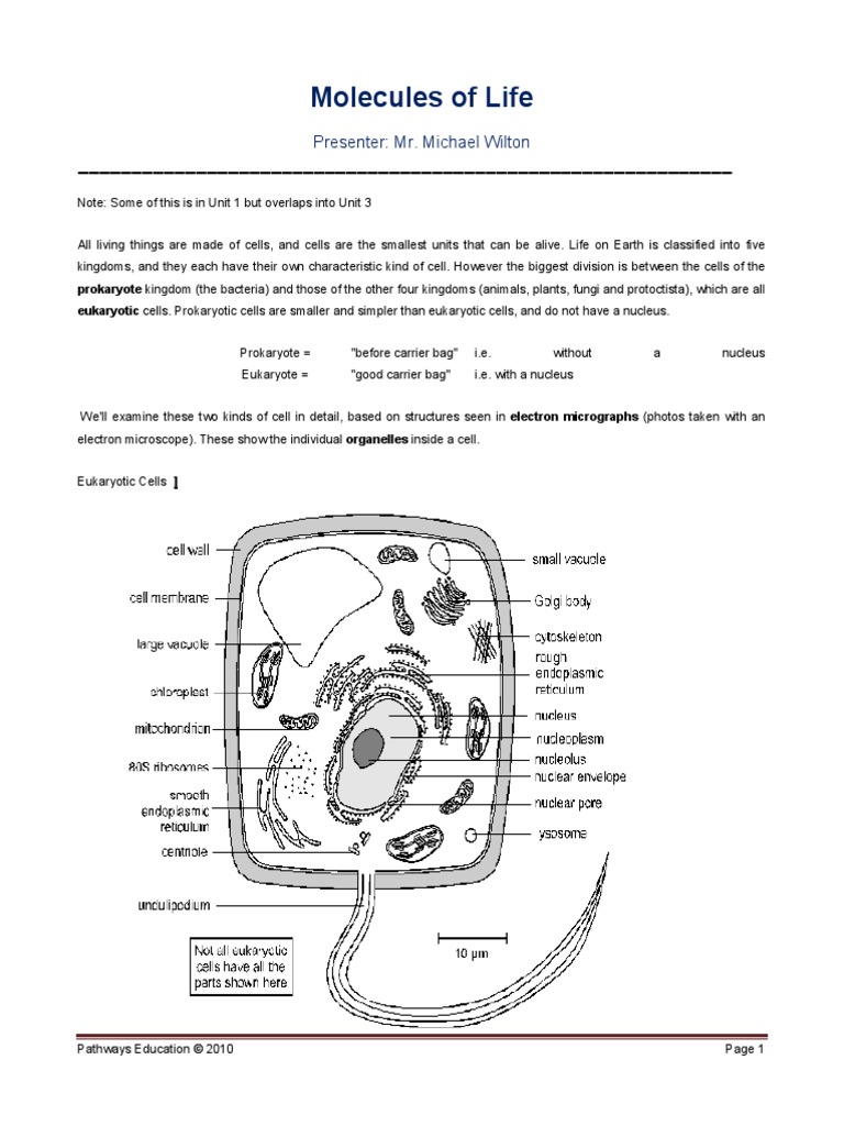 Prokaryotes and Eukaryotes | PDF | Chloroplast | Cell (Biology)