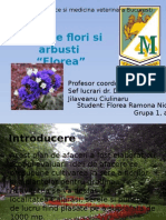 Sera de Flori Si Arbusti