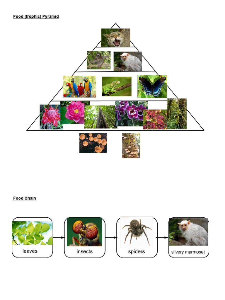 Understanding Food Pyramids and Chains | PDF