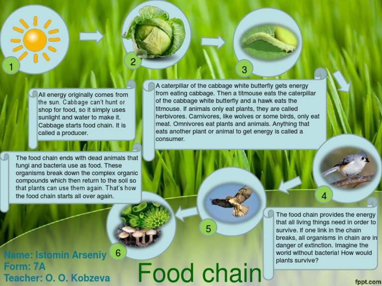Understanding Food Chains and Energy Flow | PDF | Science & Mathematics