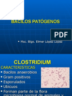 Clostridium