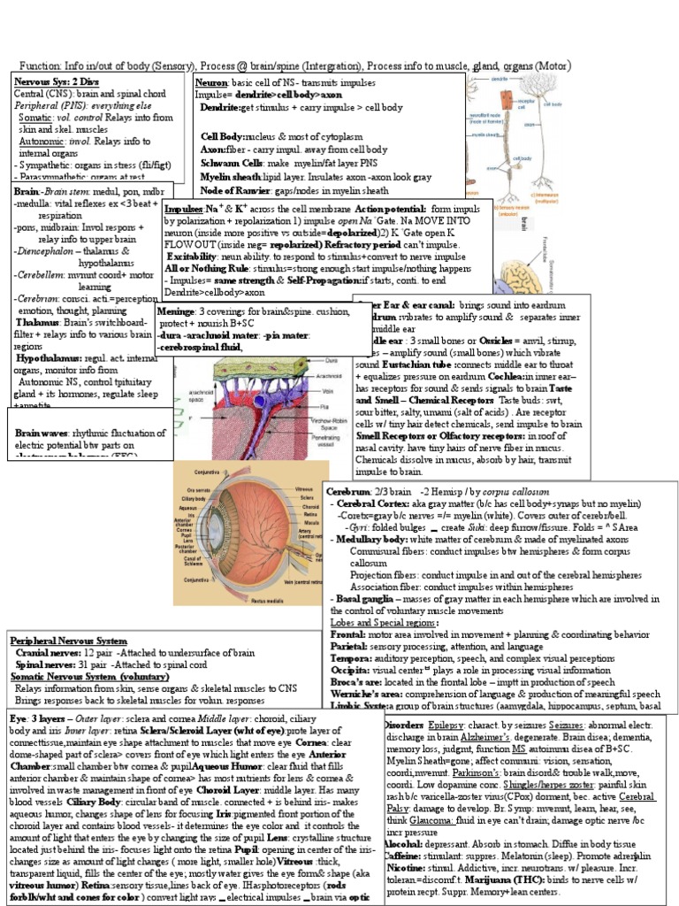 Science Olympiad Anatomy & Physiology 2014 | Skin | Action Potential