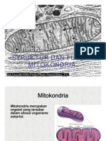 Download Struktur Dan Fungsi Mitokondria by Rizukipajyaru SN26527201 doc pdf