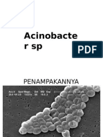 Acetobacter SP