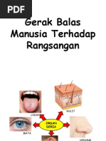 1.2 Rangsangan Dan Gerak Balas Dalam Manusia