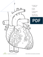 The Heart: R Bright Red (Arteries) R R P Dark Purple (Atriums) DR Dark Red (Heart Muscle) Y Yellow (Fat)