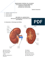 Informe Patología N11 Tumores Renales y Enfermedad Poliquística Renal