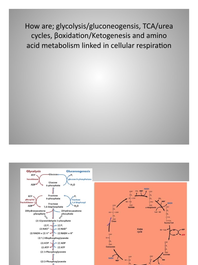 Linking Pathways For C N Metabolism | PDF