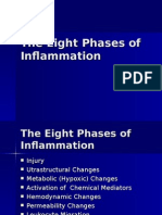 The Eight Phases of Inflammation
