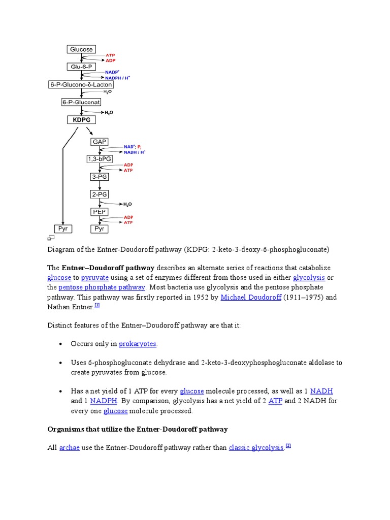 Entner-Doudoroff Pathway Overview | PDF