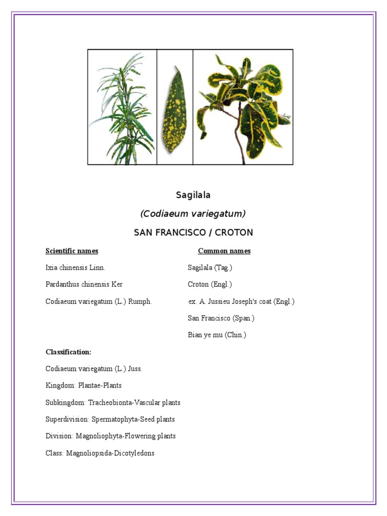 Codiaeum variegatum: Croton Overview | PDF | Plants | Organisms