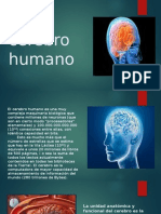 El Cerebro Humano