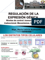 Regulación Expresiónulas Eucariotas Transforman La Información Codificada Por Los Ácidos Nucleicos en Las P