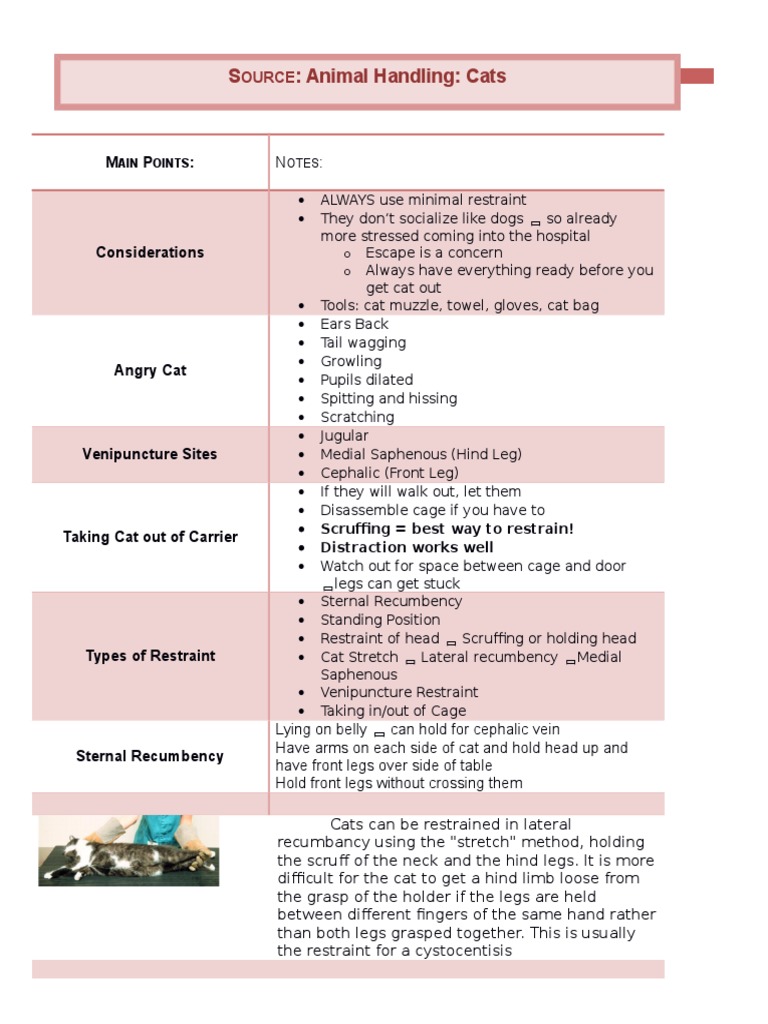 animal restraint for vet techs Anatomical Terms Of Location Vein