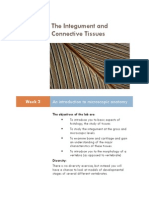 Lab 3 - Integument and Connective Tissues