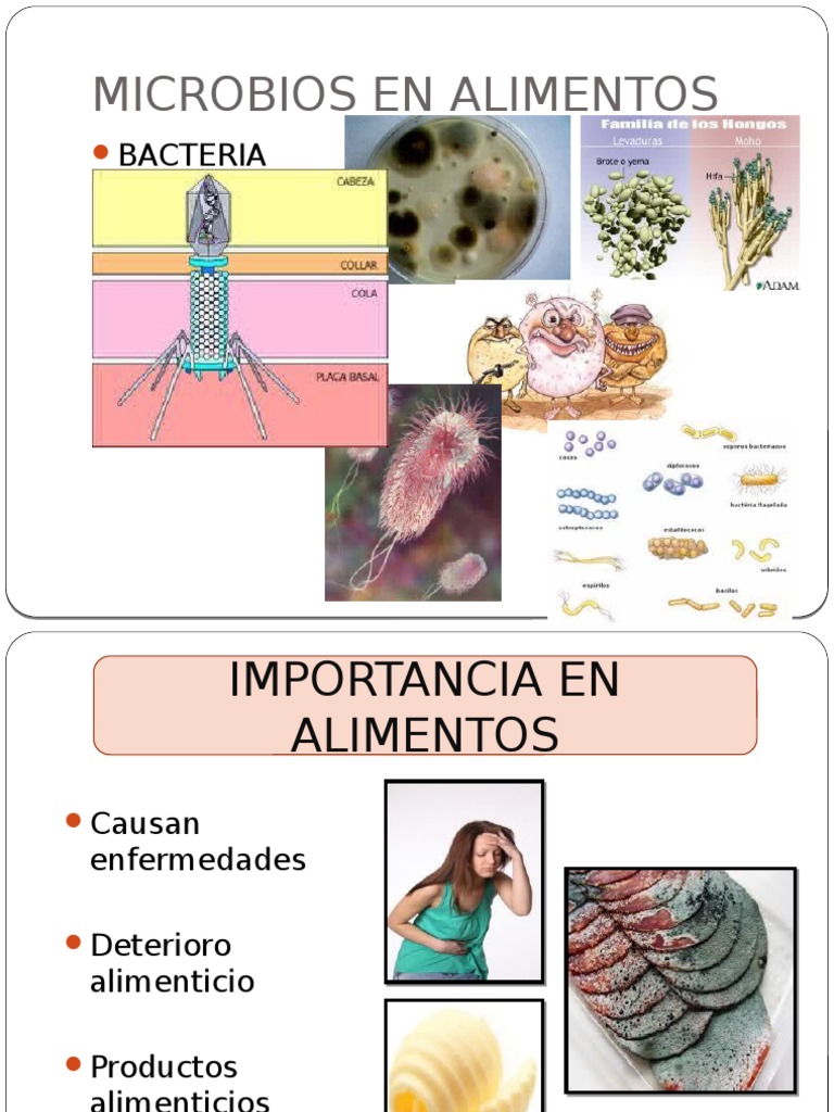 Bacterias en Alimentos: Tipos y Efectos | PDF | Las bacterias ...