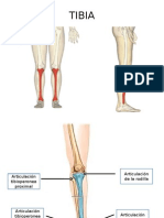 Tibia (Cuerpo, Extremidad Superior e Inferior)