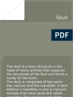 Skull