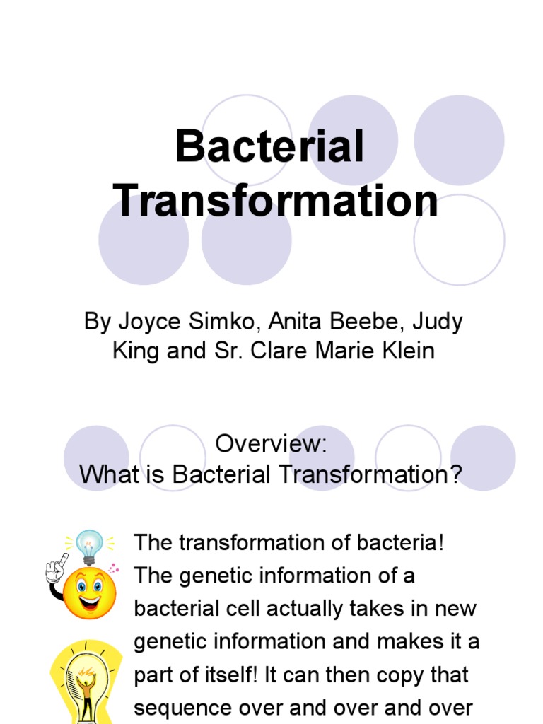 Bacterial transformation lab key picture
