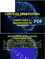 Importancia de la corteza prefrontal (CP) y sus funciones cognitivas