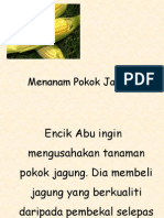 Menanam Pokok Jagung