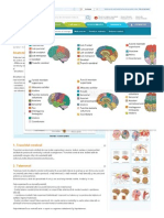 Encefalul (creierul) _ Anatomie si fiziologie.pdf