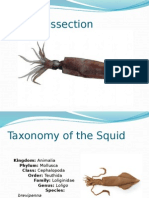 Squiddissection 1