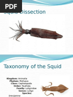 Squiddissection 1