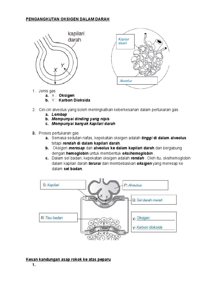 Gambarajah Alveoli Pundi Udara Anatomi Dan Fisiologi Kedokteran Biologi