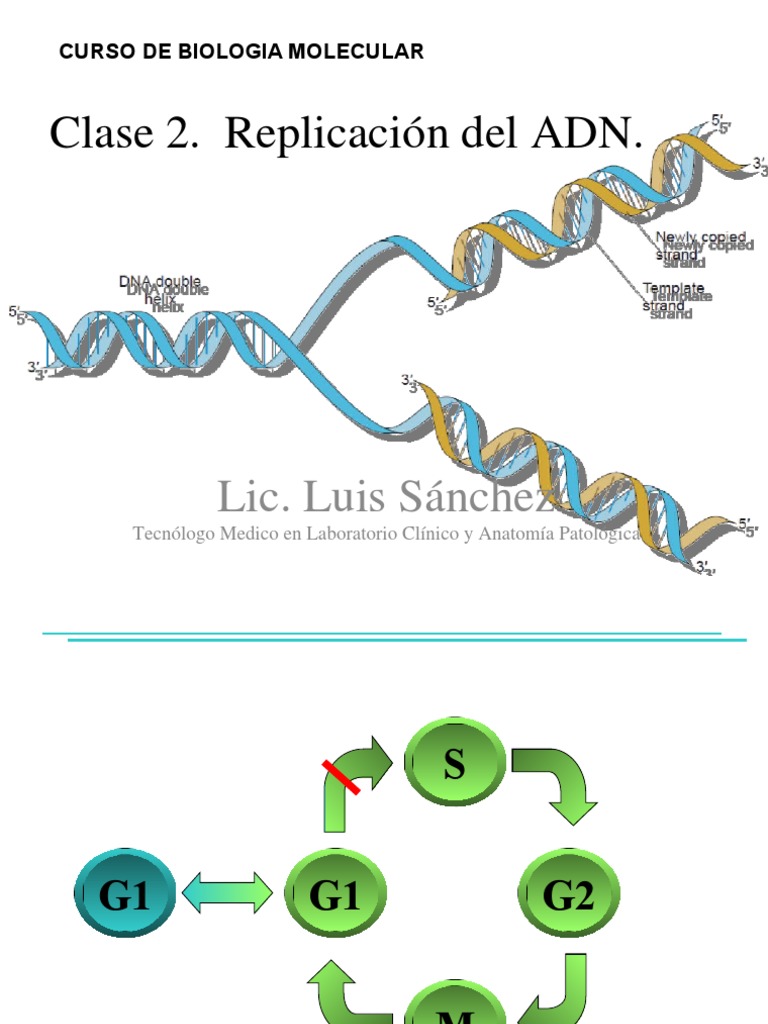Clase 4 Replicacion Del Adn | PDF | Replicación De Adn | Procesos celulares