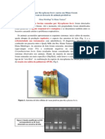 Surtos de Mastite Por Mycoplasma Bovis