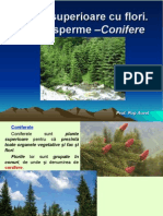 Lectie 22 Plante Superioare Cu Flori.gimnosperme Conifere.