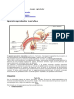 Aparatos Reproductores Masculino y Femenino