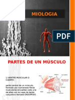 Clasificación y estructura de los músculos