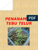 Penanaman Tebpenanaman Tebu Teluru Telur (Malaysia)