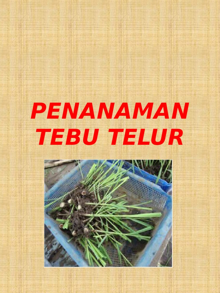 Penanaman Tebpenanaman Tebu Teluru Telur Malaysia Pdf