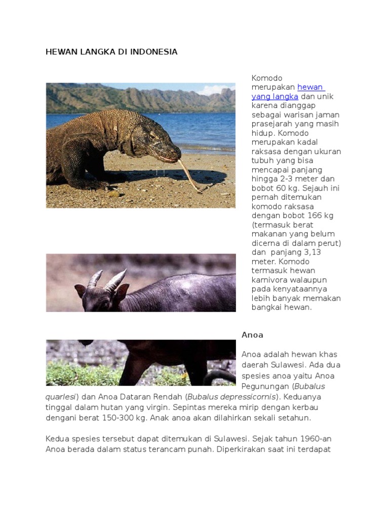 86 Gambar Hewan Anoa Dataran Rendah HD Terbaik